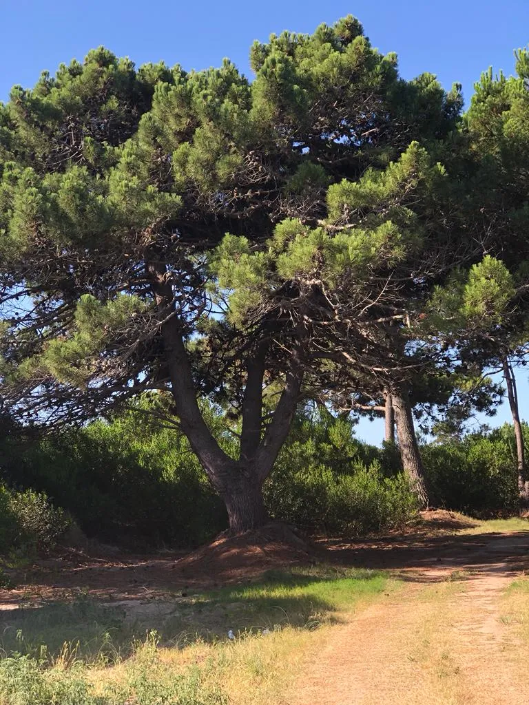 Tierra de Mar — entrar temprano — foto 13